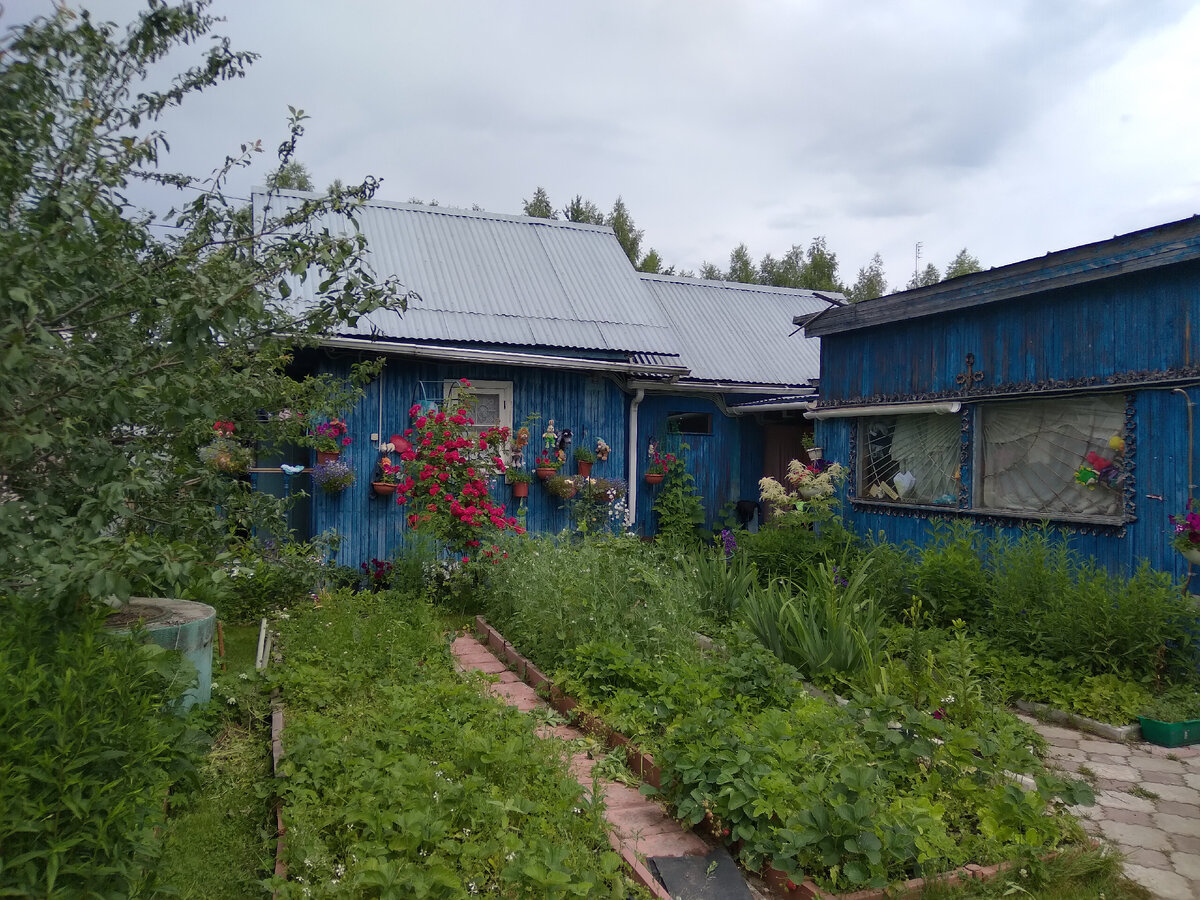 Две заросших грядки клубники