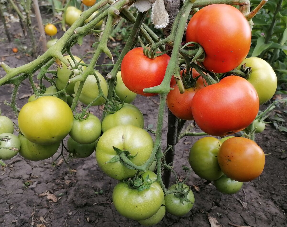 томат альгамбра f1. томат черри чио чио сан. урожай томатов. томат улучшенная мальва 114. томат сорт мерлис.