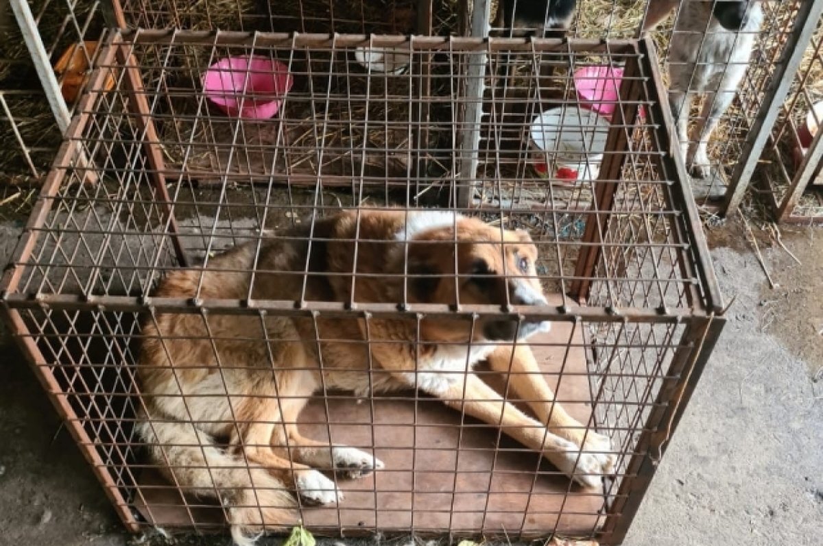    После нападения собаки на девочку в Нелидово провели отлов животных