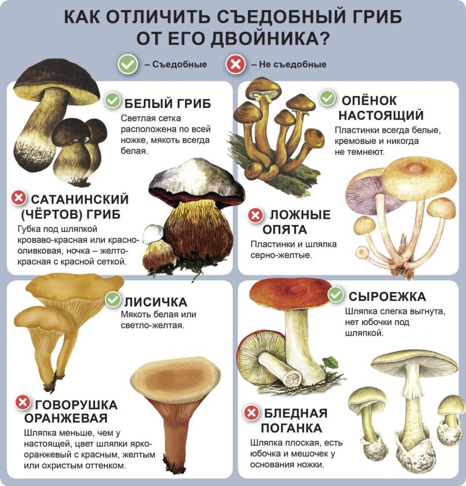 разновидности белых грибов и названиями