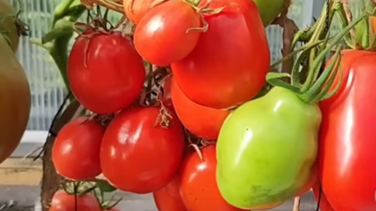 Черри блосэм f1. Сорта томатов поволжье. Сорта томатов поволжье. Сорт томата дар заволжья розовый. Помидоры гигант provenzano.