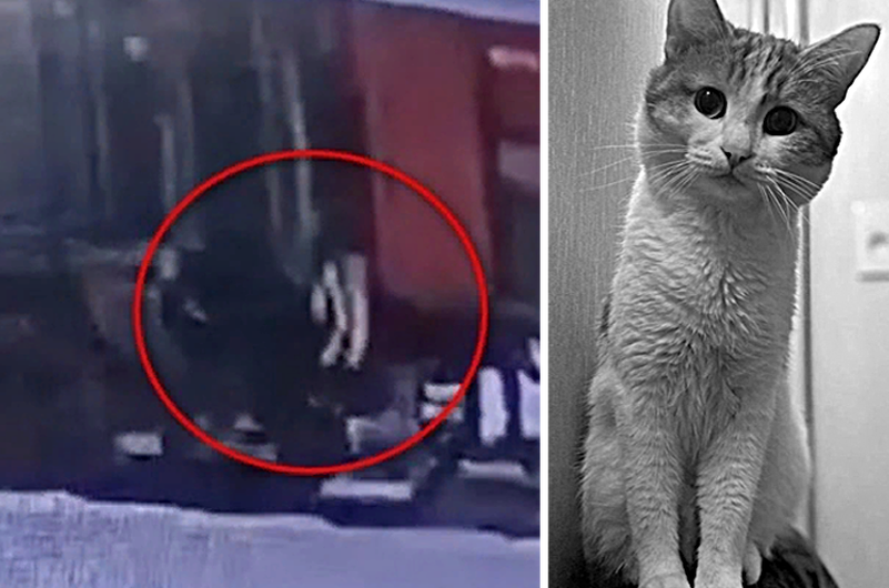 Домашнего кота Твикса выкинула из поезда проводница. Сегодня, 20 января,  котика нашли мертвым / Коллаж: epigraph.info