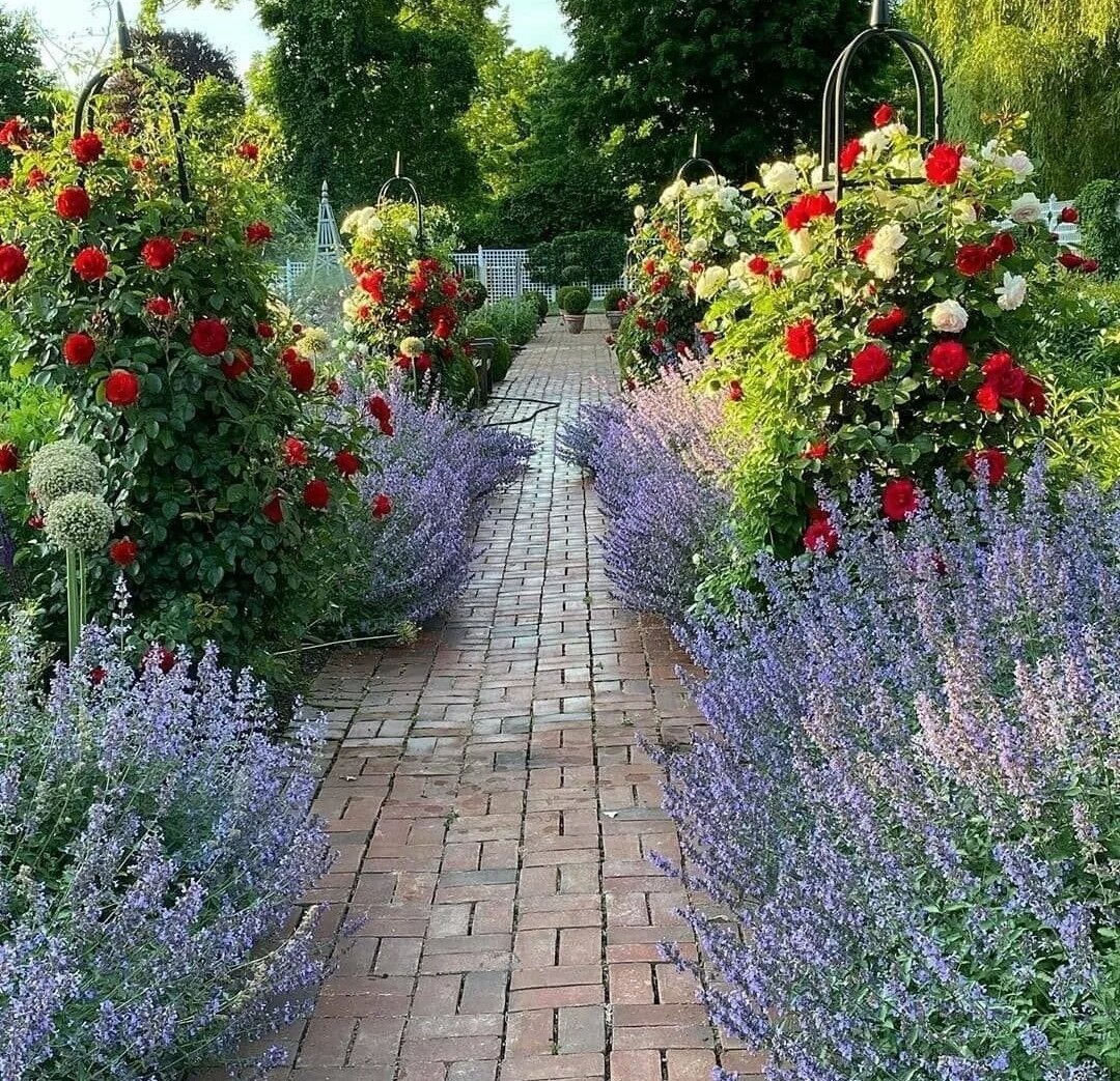 пион + мальва мускусная + шалфей дубравный. многолетники вдоль дорожек. рабатка бордюр миксбордер. живая изгородь самшит и лаванда. многолетники вдоль дорожек.