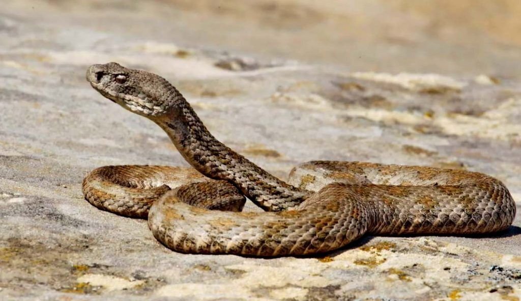 королевская кобра против гадюки.