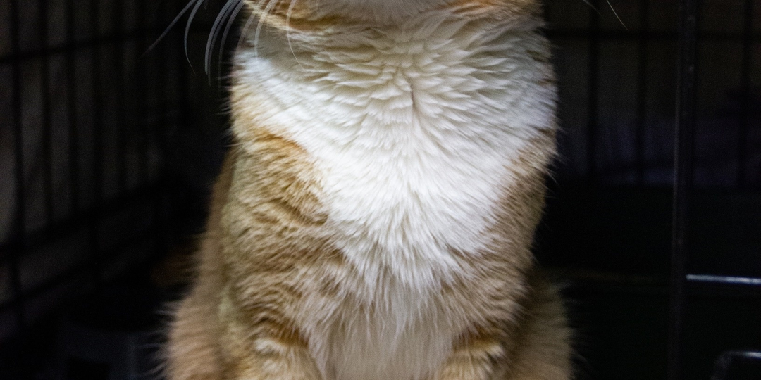 Ещё один рыжий, несчастный, бездомный...