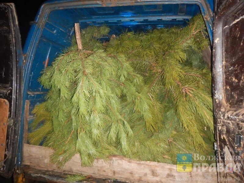     Поновогодили и бросили! Волжанин предлагает брать елки на прокат, а не рубить деревья
