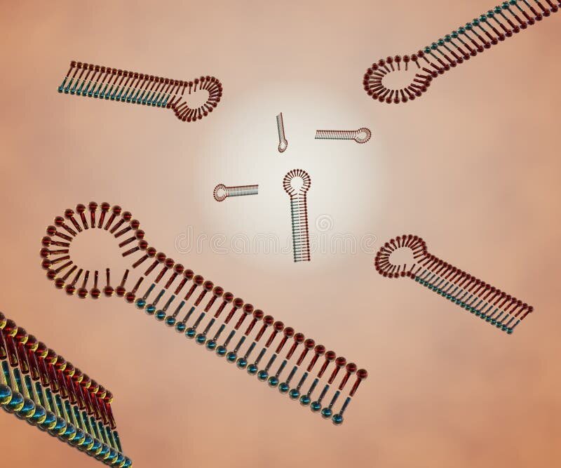 виды трнк. строение рецептора интерлейкина 4. рнк 2024. Rna structure. рнк транспортная информационная и рибосомальная.