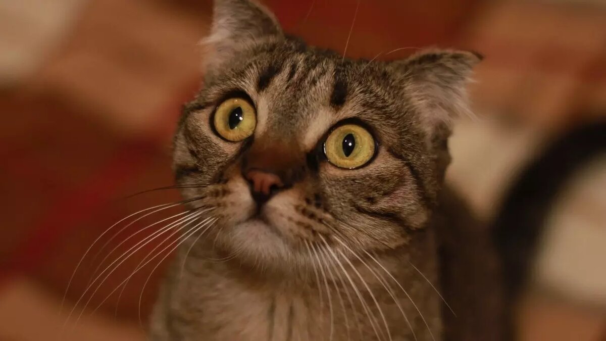     Есть в Ижевске островок спасения для самых беззащитных и беспомощных. Голодные, больные, брошенные, никому не нужные бездомные кошки. Кто-то без хвоста, кто-то без глаз. Здесь для каждой из них найдется миска с кормом и порция ласки. А главное, надежда обрести дом.