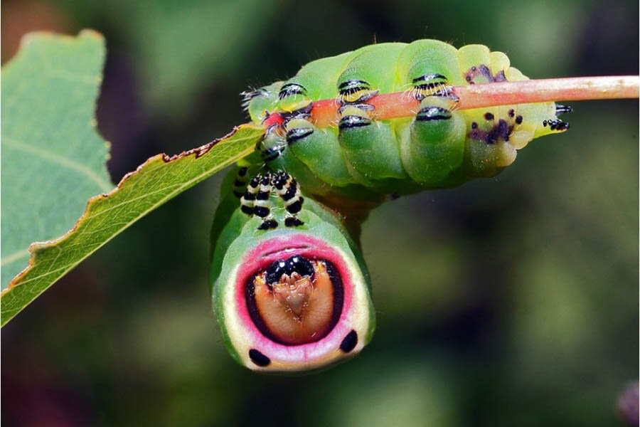 разнообразие насекомых. муравьиный шершень. насекомых с самого начала. перепончатокрылые шмели. доклад о насекомых.