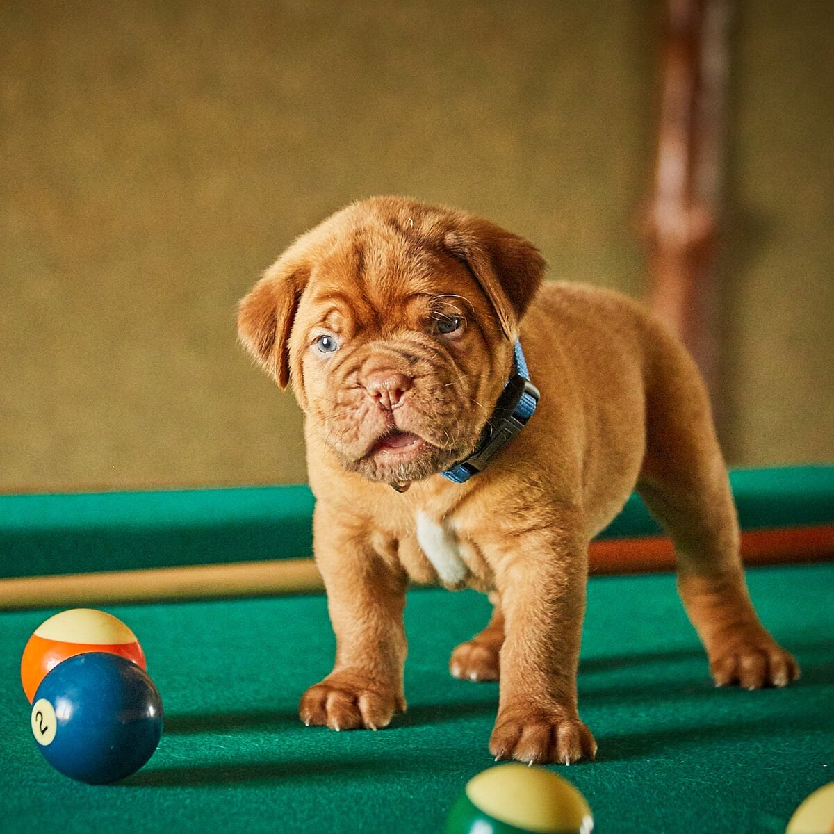 В каком стакане шарик. В каком стакане больше воды. Угадай в каком стаканчике. Игра в наперстки на улице. Мячик в стаканчик игра.