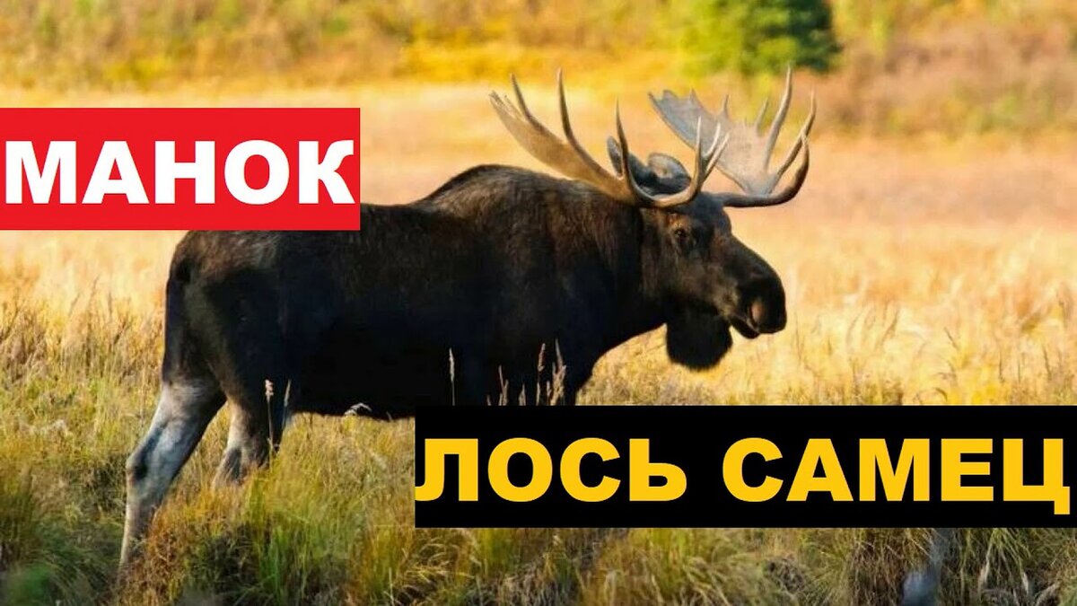 Гон лося звуки. Звук лося. Голос лося. Сахатый. Крик лосихи во время гона.