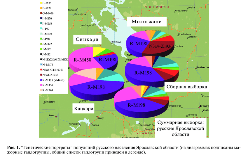 Рис. 1. Генетический портрет жителей Ярославской области по Y-хромосоме