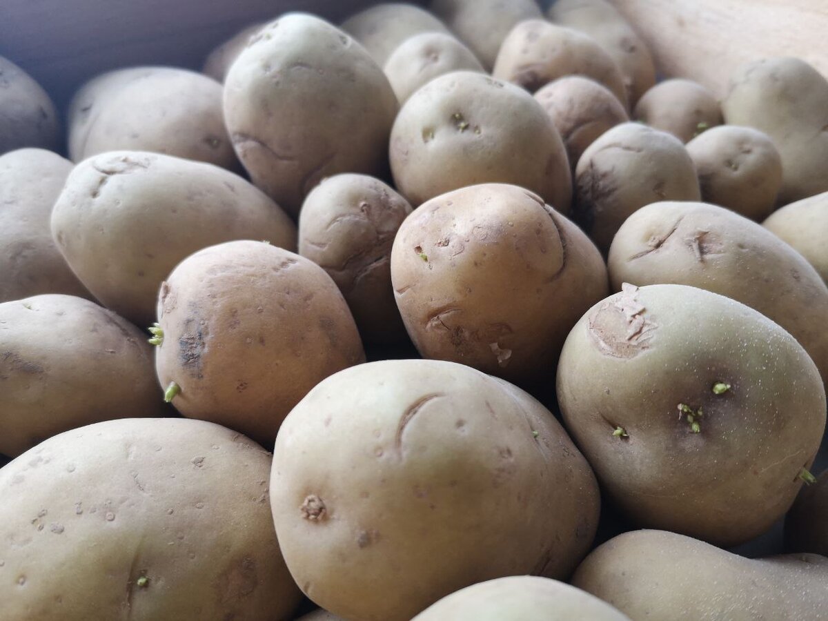 экспериментатор произвел закладку клубней картофеля на зиму. способы хранения очищенного картофеля. прием подготовки клубней к посадке. экспериментатор произвел закладку клубней картофеля на зиму. размножение картофеля.