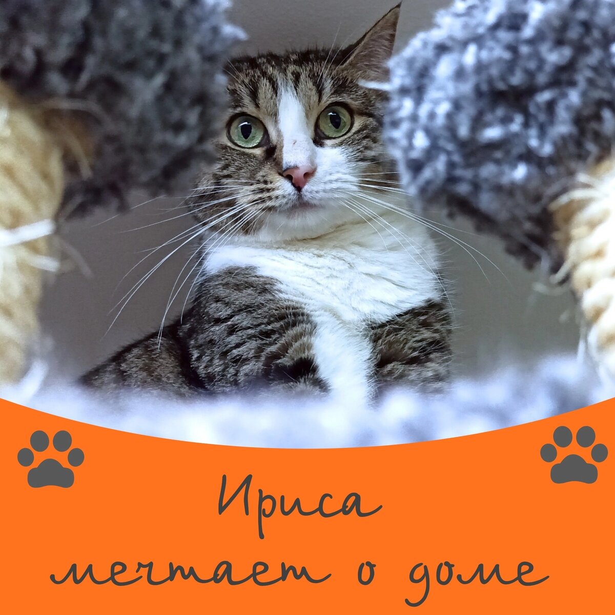 Коты и кошки ищут дом 🐈🐈‍⬛❤️ | Приют 