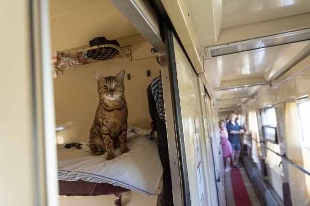    Как правильно перевозить кота в поезде?
