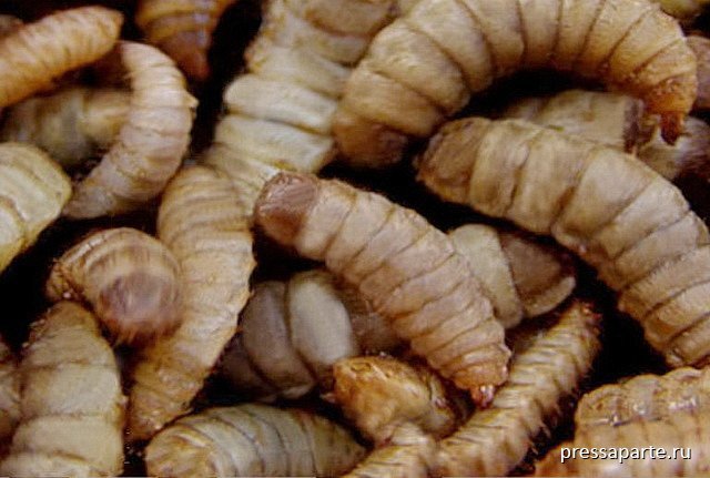 мясная муха размер. стадия куколки отсутствует. как происходит размножение мух. постановление правительства о личинках мух. куколка стадия развития комара.