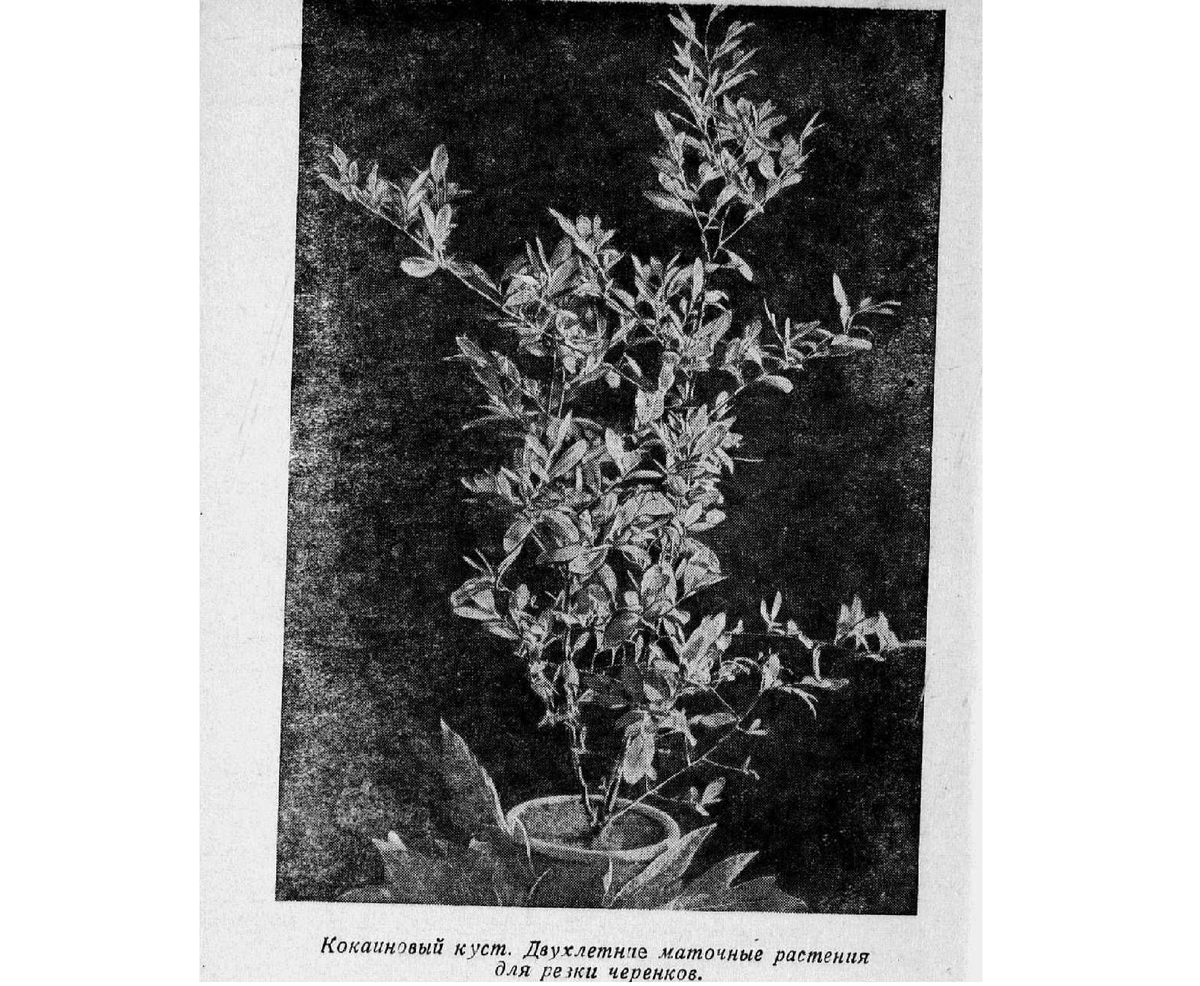 Опытный образец из совхоза "Пицунда"