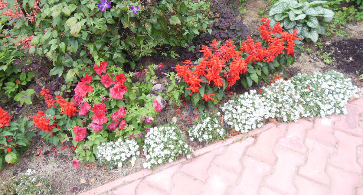 Сальвия, алиссум, петуния