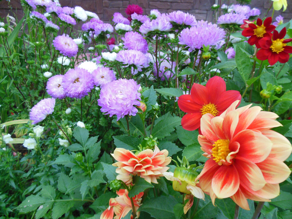 Астра и веселые ребятки