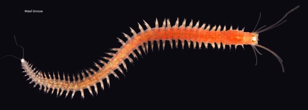 червь Platynereis dumerilii 