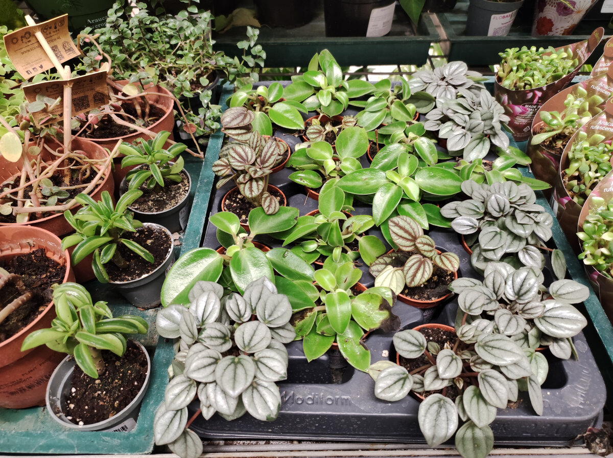 Комнатные цветы в горшках. Хонаки гуллар парвариши. Домашние цветы в горшках. Пересадка комнатные растений на большой горшок. Пересадка комнатных цветов.