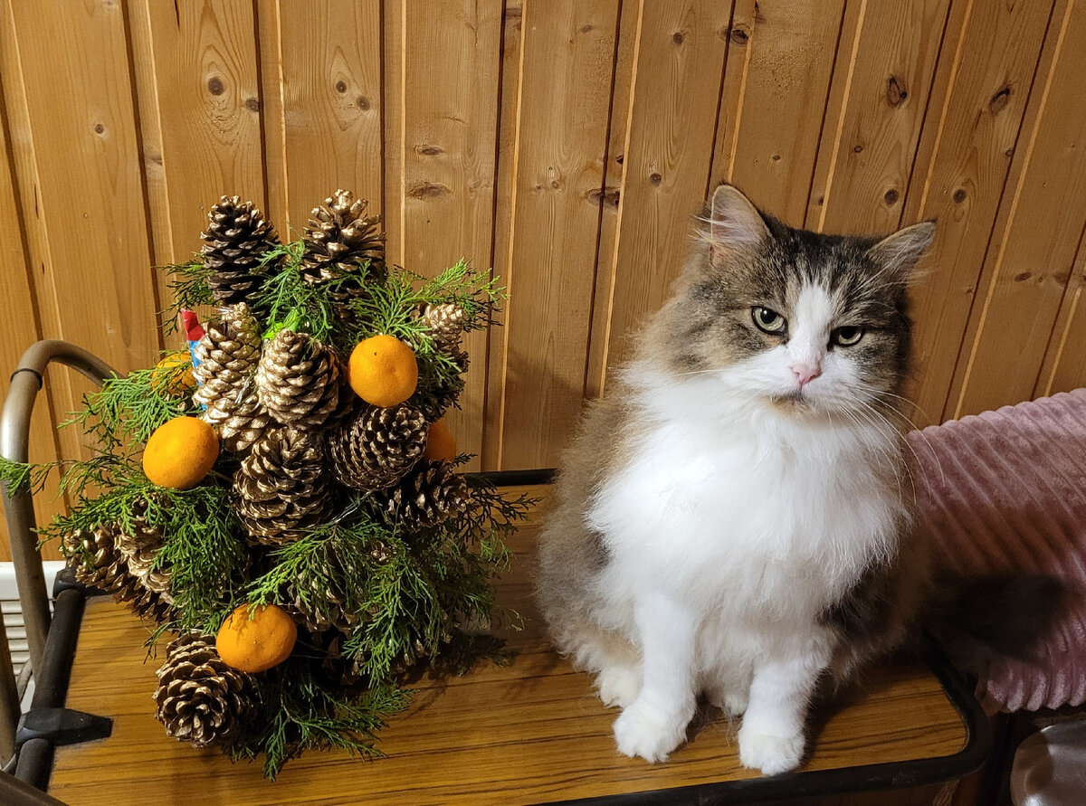 Породистые животные у русских, как кошка Марыся, для латиноамериканцев - показатель богатства