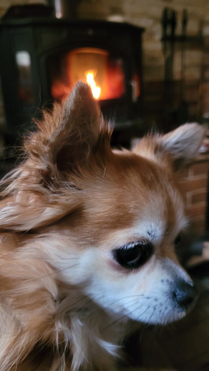 Порода как у собаки Мухи для латиноамериканцев - тоже показатель богатства