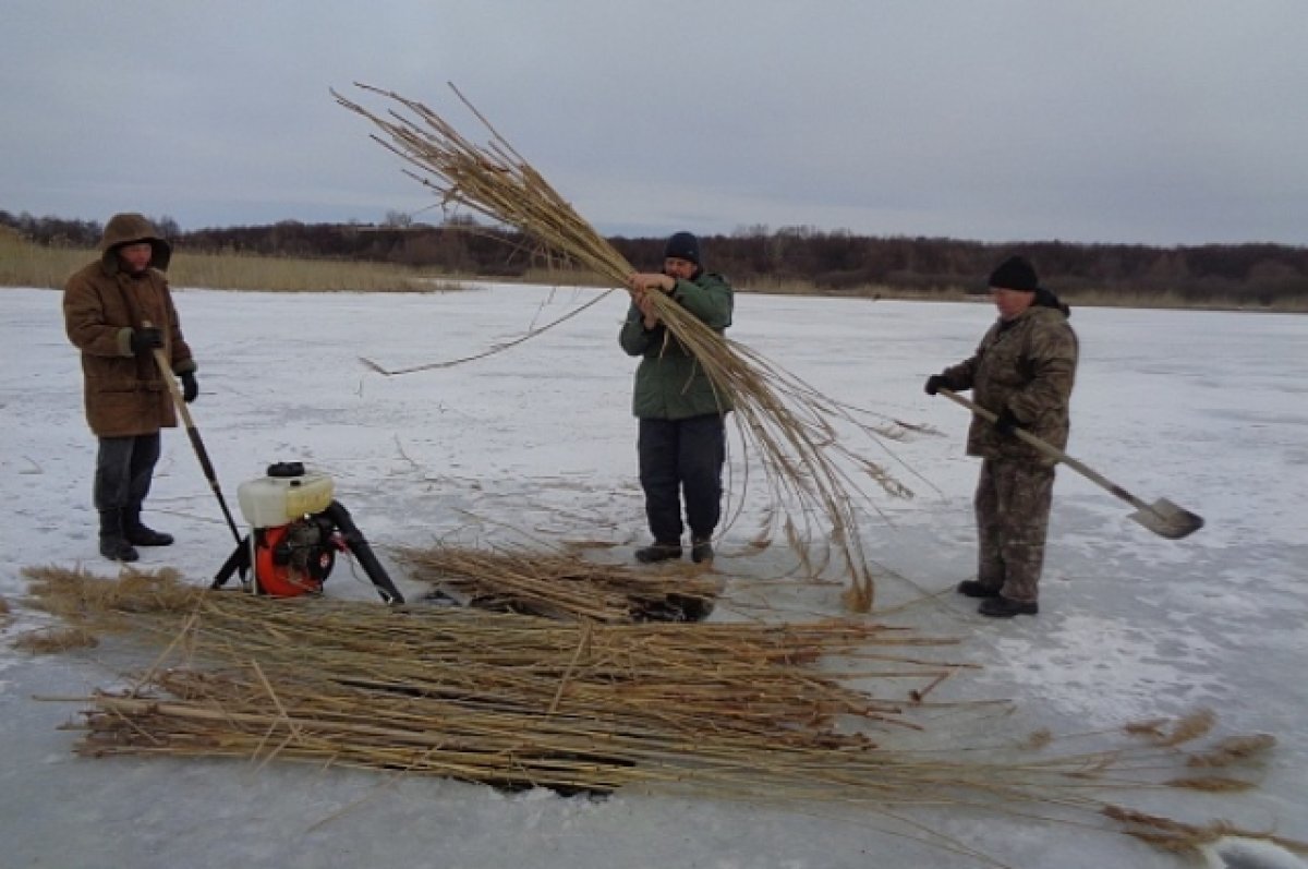    На водоемах Волгоградской области спасают рыб от удушья