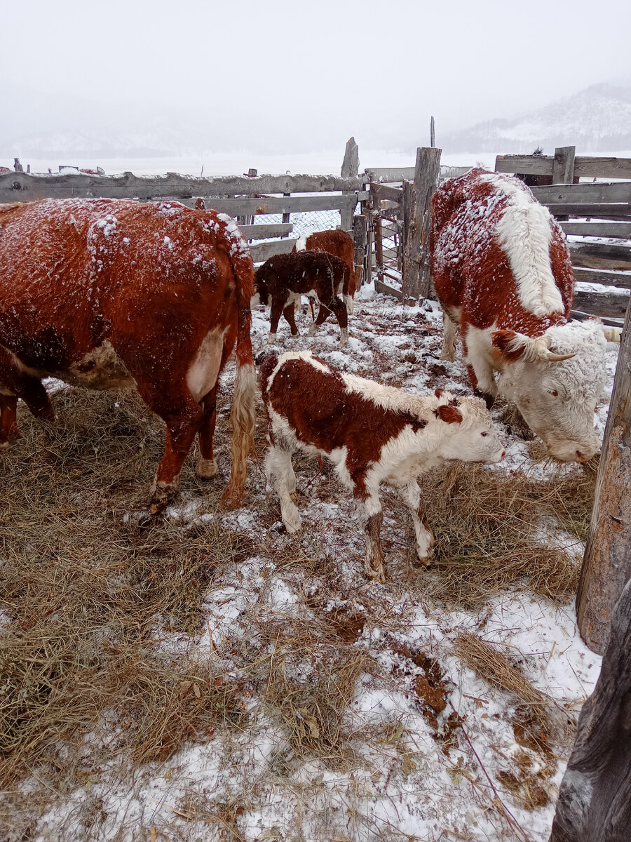 Это мои телятки. Прошлогодние. Рождаются в мае.