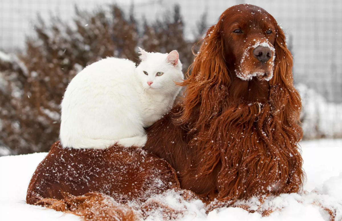     Собака и кошка. Источник: depositphotos.com Автор фото: vvvita