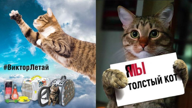    Твикс, Виктор и Сергей. О котах и человечности