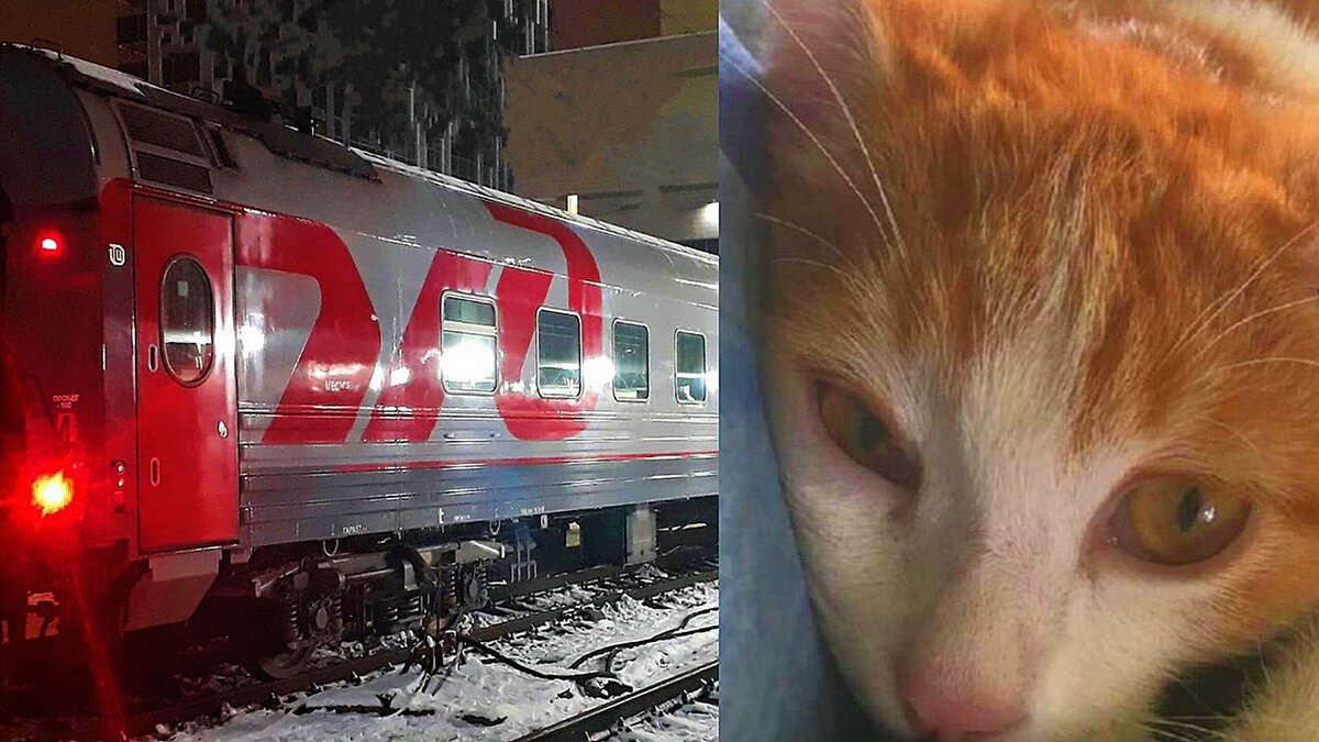 Выражаем искренние соболезнования хозяевам котика Твикса. 😿