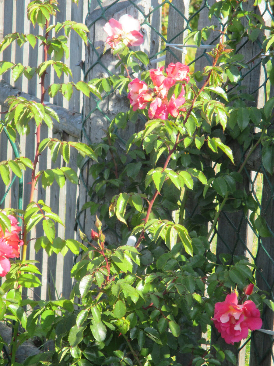 фото Надежды