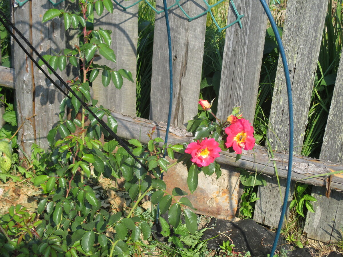 фото Надежды