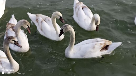 чем можно кормить уток в парке. почему нельзя кормить уток хлебом. можно ли кормить лебедей хлебом. чем можно кормить утокок. не кормите лебедей хлебом.