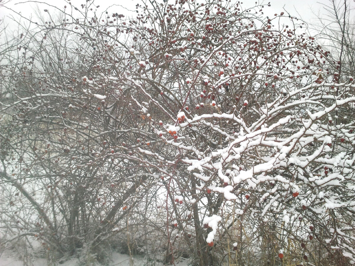 Yandex погода. Погода в москве. Погода на 2 8. Погода вростовеенадону. Температура в октябре.