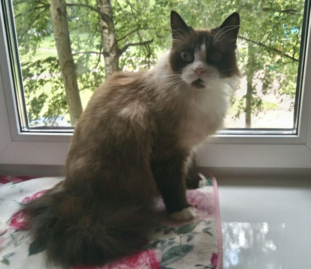 © Фото: Кошка Аманда. Виктор Митичкин 