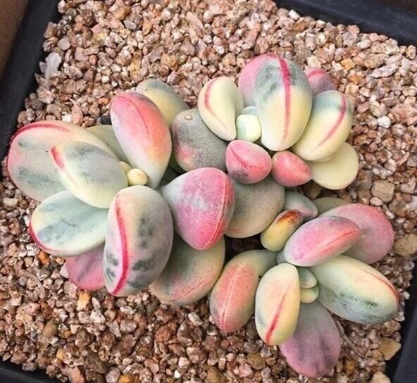 Русская культура 17 века презентация. Понятие дворянство. Название которое получил xvii. Денежные единицы. Первое сословие в россии в 17 веке.