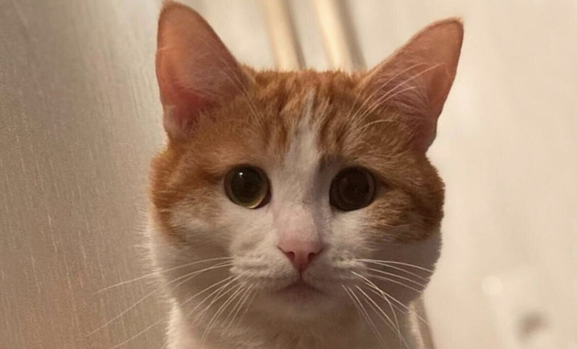 Кот Твикс погиб. 