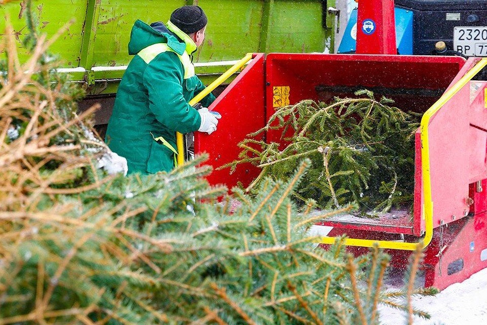 Пункты утилизации елок. Пункты утилизации елок. Сбор елок для утилизации. Переработка елок после нового года новокосино пруд. Елочные базары в москве свиблово 2021 году.
