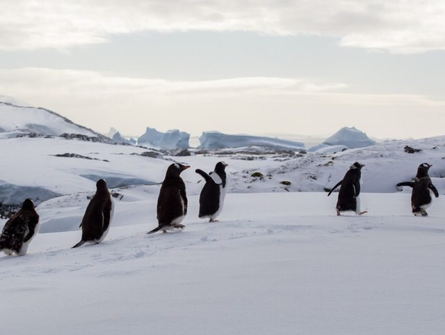 Пингвин как пользоваться видео. Передвижение пингвинов антарктиды. Пингвиний шаг. Пингвин амигуруми крючком схемы. Пингвиненок стимулятор.