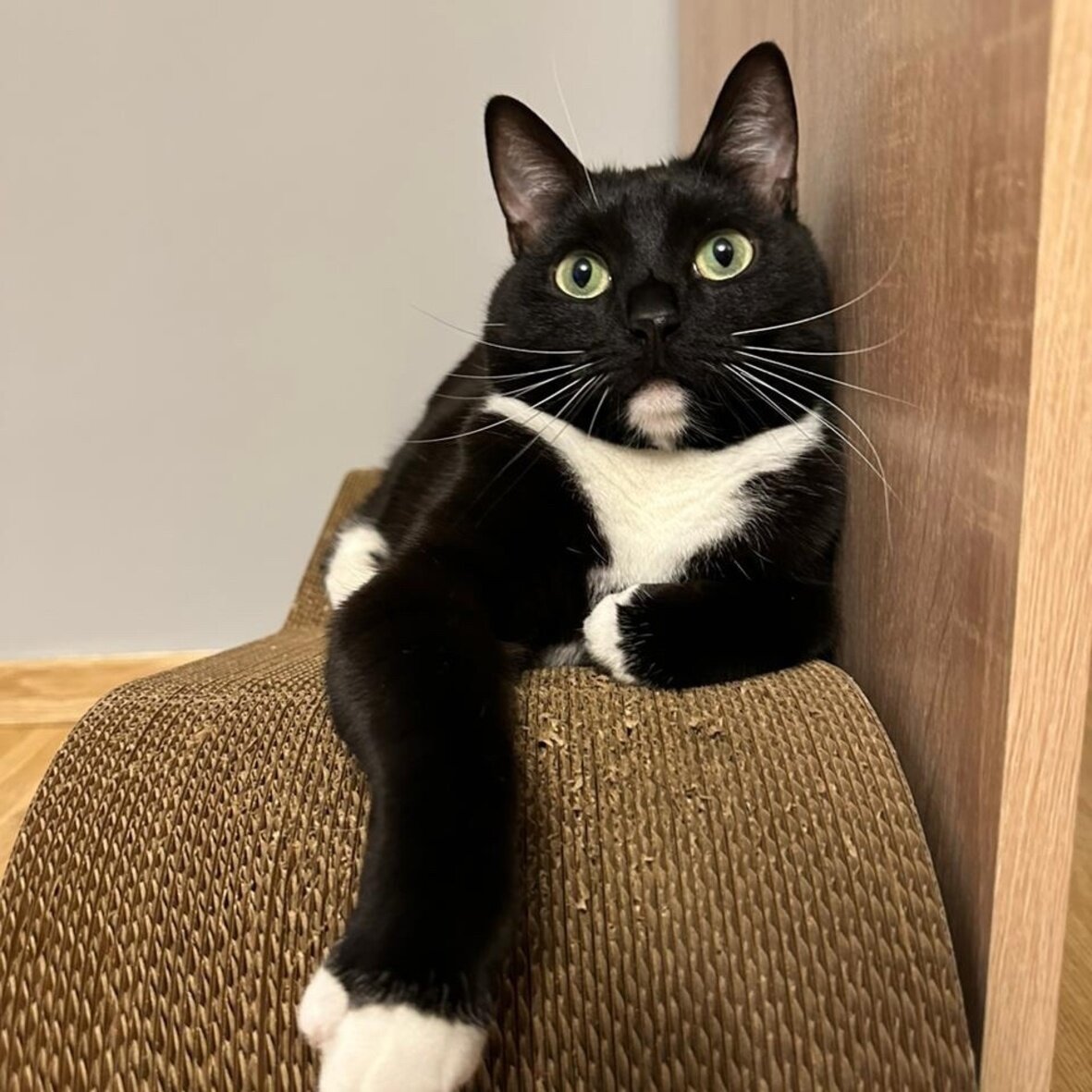 шкодливые коты. коты в доме. кошка дает лапу. держат дома кошек нельзя. кота ругают.