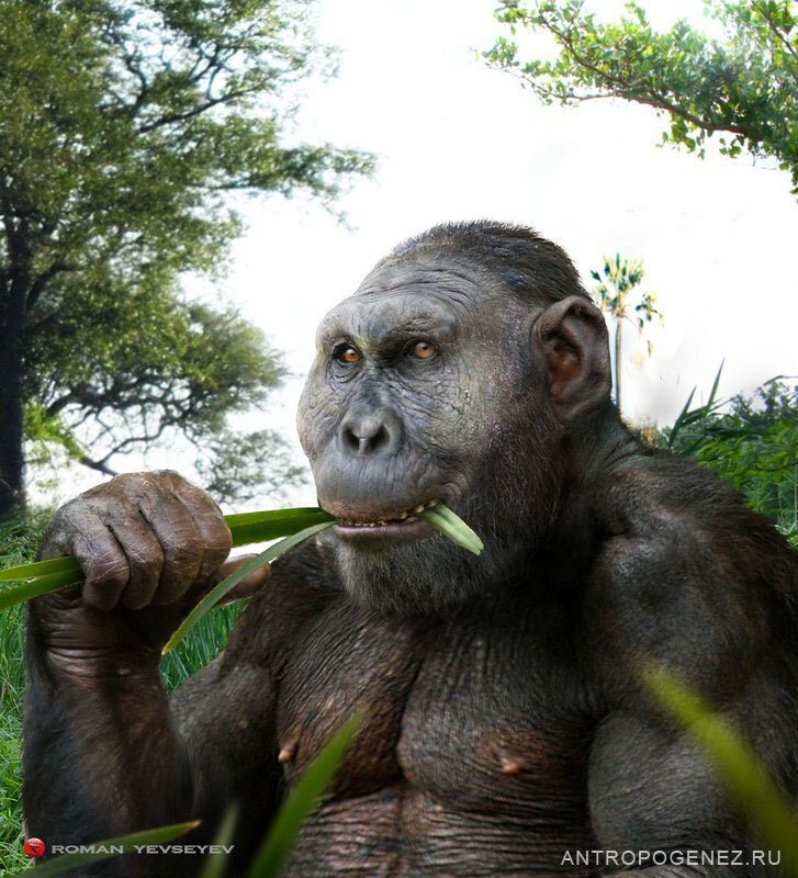 Парантроп Бойса за завтраком. Или обедом. Или полдничать изволил. (См. раздел «Массивные австралопитеки» на сайте «АНТРОПОГЕНЕЗ.РУ»). Реконструкция Романа Евсеева.