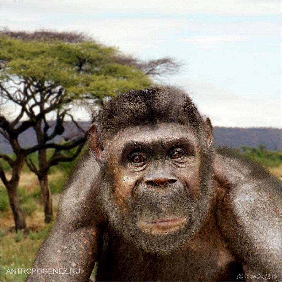 Австралопитек анамский (лат. Australopithecus anamensis). Реконструкция Олега Осипова.