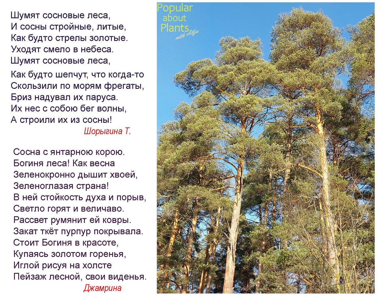 Когда день сосны