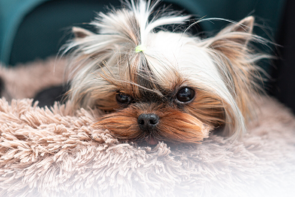 приют для маленьких собак Домик Мелкашей 