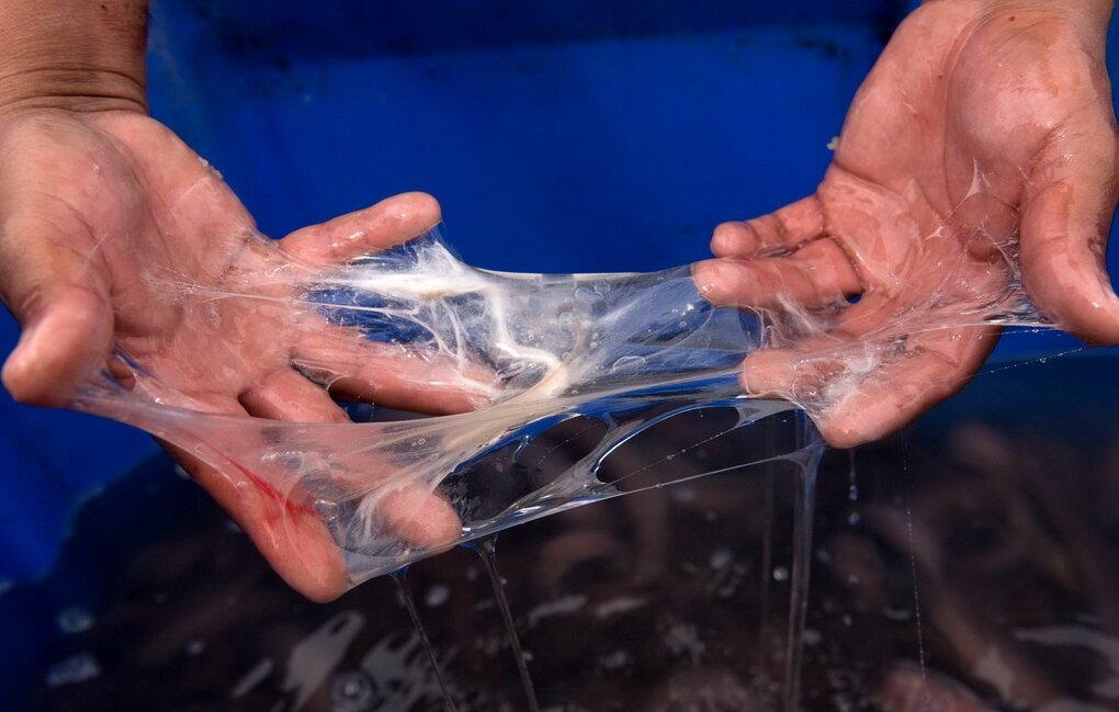 Почему щука в слизи, сопливая?