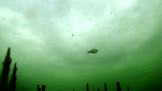 Почему щука в слизи, сопливая?