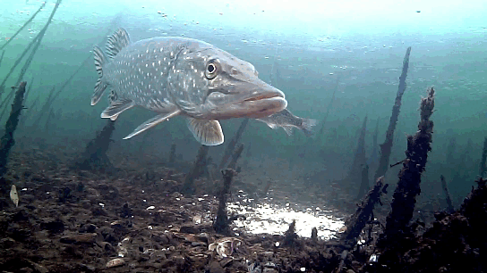 Почему щука в слизи, сопливая?