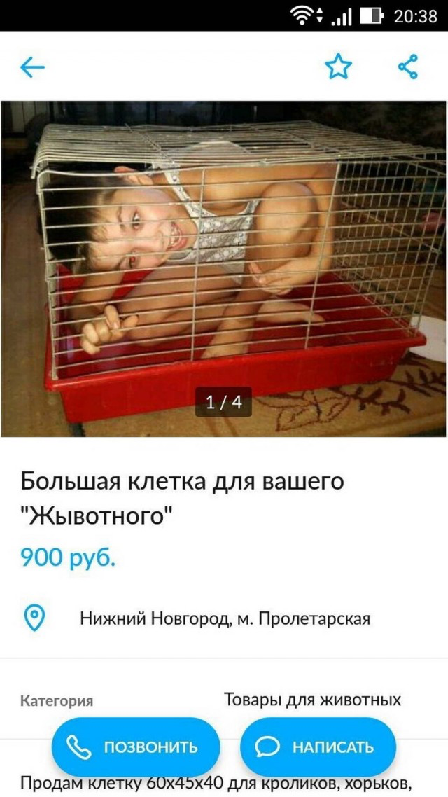 Жителей Клинцов напугали стаи агрессивных бродячих собак Чиновников просят приня
